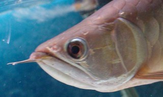 龙鱼撞缸掉鳞怎么回事 龙鱼撞缸掉鳞是什么原因