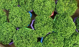 绿地球可以放卧室吗 绿地球能不能放卧室养植