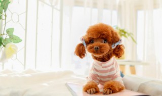 两个月泰迪狗狗怎么养 两个月泰迪狗狗如何养