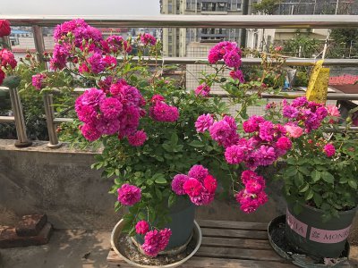 甜蜜马车月季优缺点 藤本甜蜜马车好养且一年四季开花