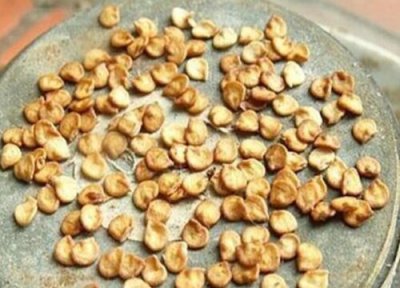 辣椒种子播种时间 辣椒种子什么时候播种最好