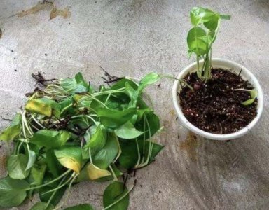 绿萝根部发霉腐烂什么原因 盆栽绿萝根长霉烂了怎么处理