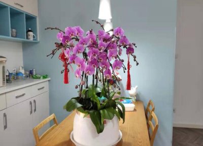 蝴蝶兰开花后需要做好的养护要点 蝴蝶兰开花后的养殖方法和注意事项