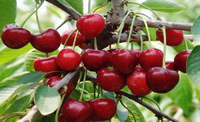 樱桃树如何修剪树枝才结果 二年樱桃修剪时间和方法