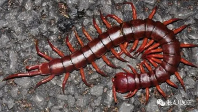 蜈蚣怕什么东西和气味 家里放一物绝对没蜈蚣