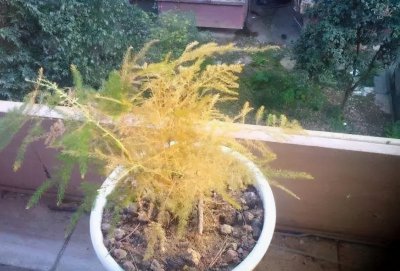 文竹枯萎了能活过来吗 文竹全部枯萎怎样能救活