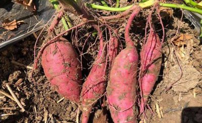 红薯畸形的原因及预防措施 畸形红薯是怎么种出来的