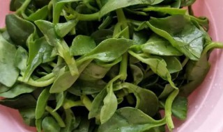 田七不能和什么一起吃 田七相克的食物