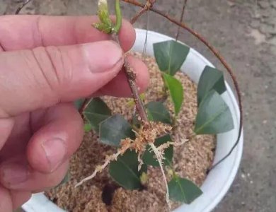 怎么能让树枝快速生根 什么东西能使扦插树木快速生根