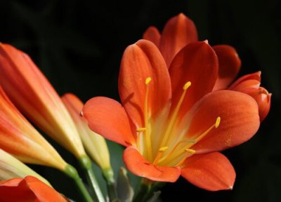 君子兰开花能维持多久 君子兰开花后如何轻松延长花期