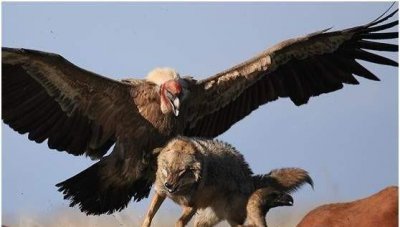 安第斯神鹫主要分布在哪 安第斯神鹫体型具体有大多