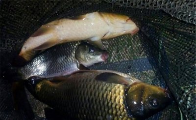 夜钓鲤鱼深水还是浅水好 夜钓鲤鱼的位置技巧和方法