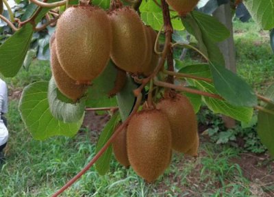 猕猴桃几月份开花结果 什么时候成熟