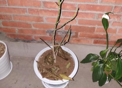 白兰花扦插时间 白兰花几月份扦插最好