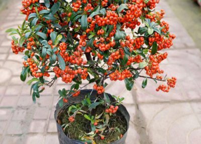 吉祥果怎么种 盆栽吉祥果怎么养