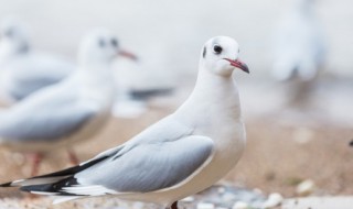 怀孕吃鸽子有什么好处 怀孕吃鸽子有哪些功效与作用