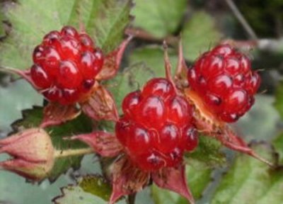 刺泡成熟时间 刺泡什么时候成熟