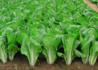 快菜种植时间和方法 快菜的种植时间与方法