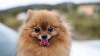 世界上十大最萌的狗排名 十大最萌的小型犬品种图片