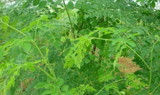 辣木有什么功效 辣木的功效