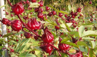 新鲜玫瑰茄食用方法 新鲜玫瑰茄怎么吃