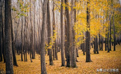 在农村种植什么赚钱快 农村闲置地种什么树效益高
