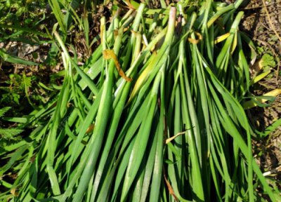 韭菜为什么不能吃头茬 看完这三个原因就不吃第一茬了