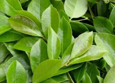 乌饭叶是什么树的叶子 乌饭叶是什么树长的叶子