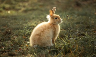 属兔的几月出生好命 属兔哪个月份出生命好