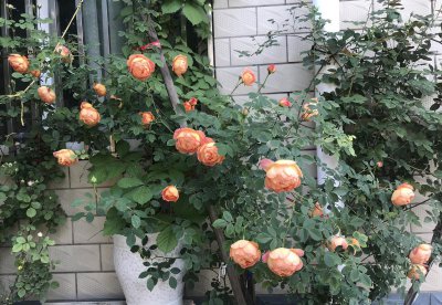 夏洛特夫人月季优缺点及图片 藤本月季夏洛特夫人值得入