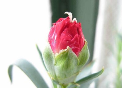 康乃馨花骨开花 康乃馨花骨朵的样子