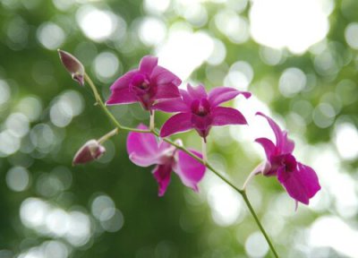 兰花叶有斑点怎么办 夏季怎么养兰花才能避免叶片长斑点