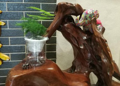 文竹烂根的预防方法 文竹浇水过多烂根补救