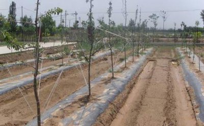 拉枝、拿枝、曲枝、扭枝目的和意义 简述果树拉枝的作用