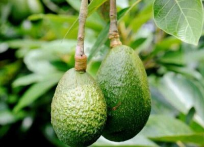 牛油果是热带水果吗 牛油果属于热带水果吗
