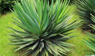 剑麻怎么养才能更旺盛 剑麻如何养才能更旺盛