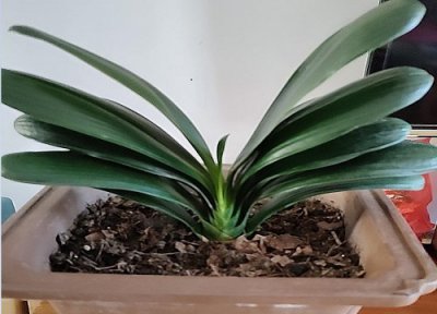 购买君子兰需要满足的条件 网上买君子兰应该注意什么