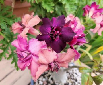 沙漠玫瑰用什么土最好 沙漠玫瑰栽种土壤选择要点