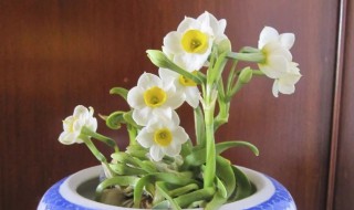 水仙可以放卧室吗 水仙能不能放卧室养殖