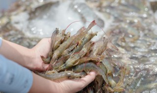 虾皮怎样生晒干制作 虾皮如何晒干