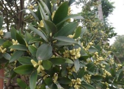 竹柏属于乔木还是灌木 竹柏是乔木还是灌木植物