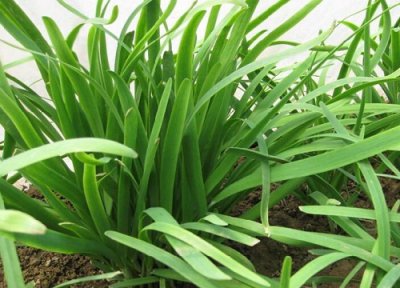 韭菜冷冻保存 韭菜可以冷冻保存吗