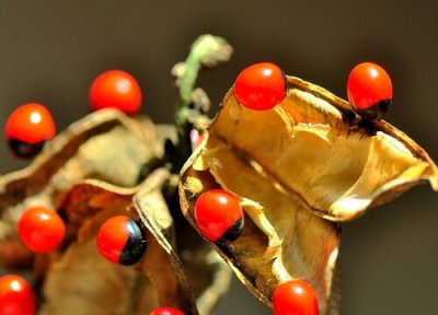 相思子有毒为什么还做手链 相思豆种子做手串有毒吗