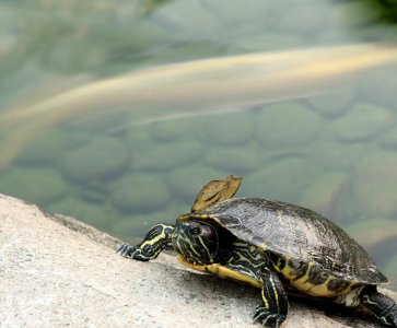 苏卡塔尔陆龟在中国可以养吗 为什么我国禁止饲养陆龟