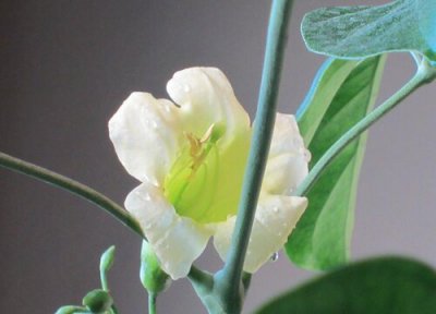 富贵树开花吗 开花是什么征兆