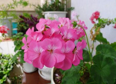 天竺葵花冬天怎么养护 天竺葵怎么养护花开不断