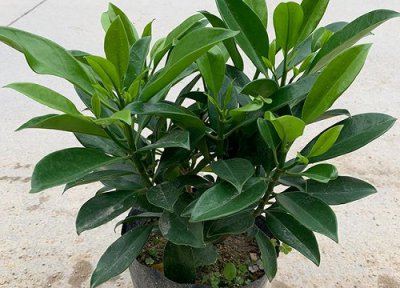 非洲茉莉怎样扦插能活 扦插成活率高的方法