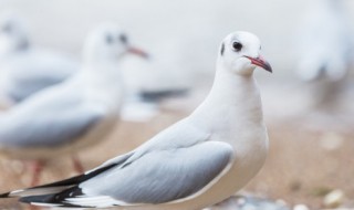 孕妇吃鸽子有什么好处 孕妇吃鸽子有哪些好处