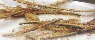 鱼骨头做肥料 鱼骨头可以做肥料吗