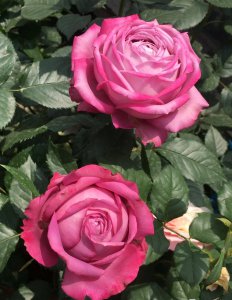 紫魂香水月季优缺点简介 广东栽种紫魂香水的香味怎么样